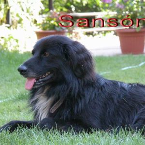 Perro Sansón