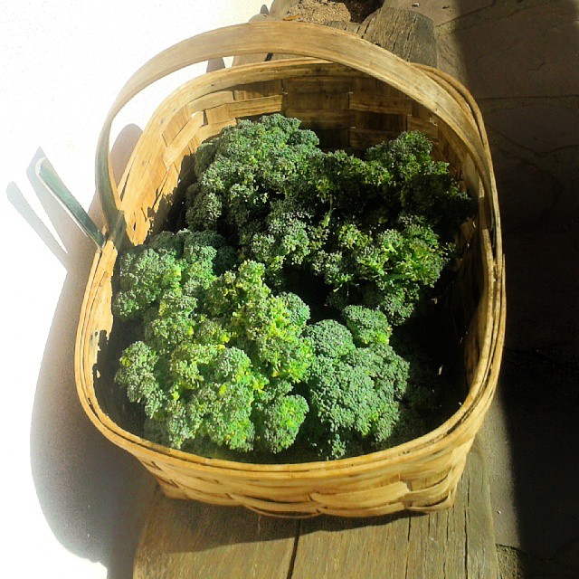 Recolección de Brócoli. #otoño #turismorural