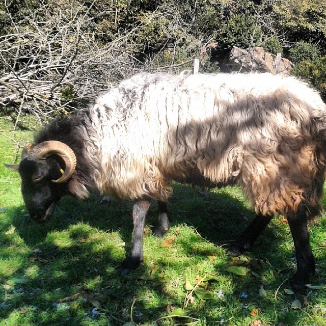 Animales de la granja : Biberón,  una de las ovejas latxas.