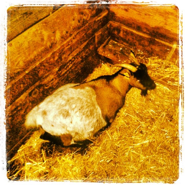La cabra Cruz va a volver a se mama #momentosrurales