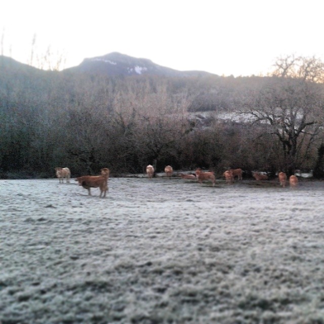 Buena helada mañanera #enmaricruz . #vacas #valledearce