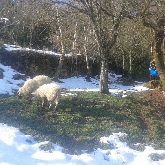 Primera salida al exterior de las ovejas latxas