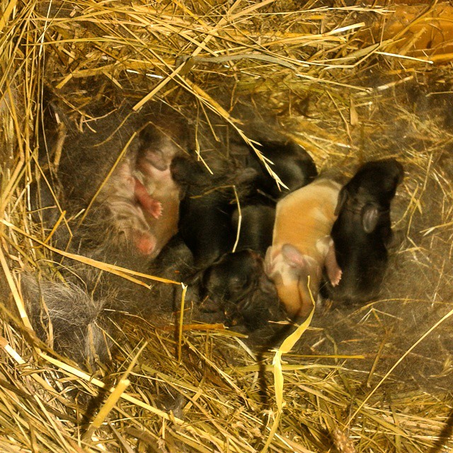 Gazapos recién nacidos