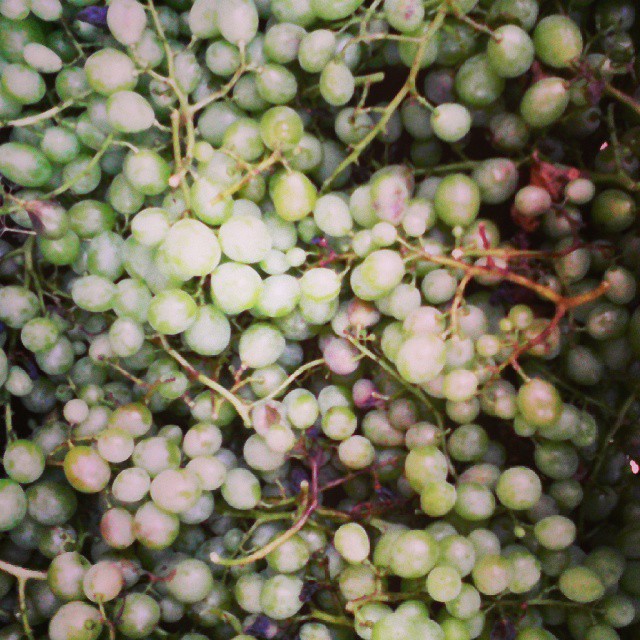 Recolección de uvas antes del chaparrón