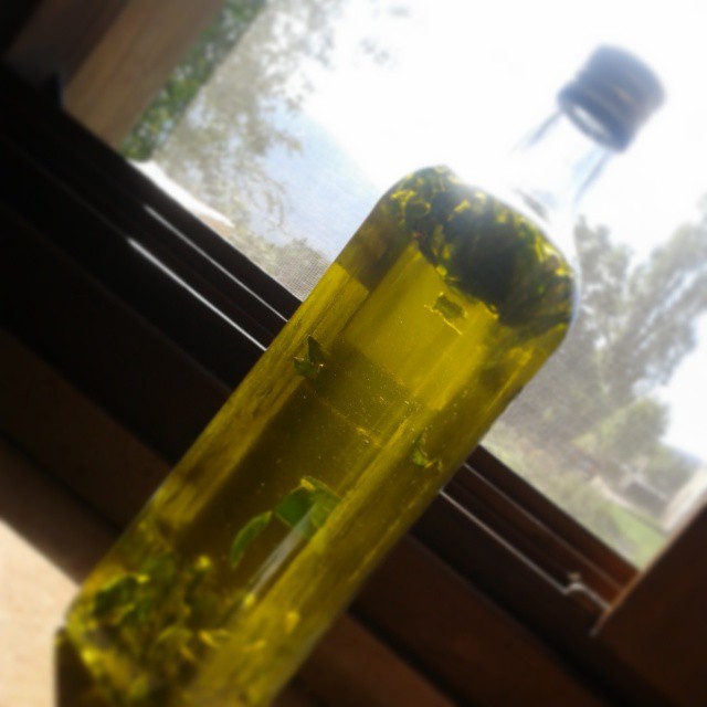 maceración de albahaca en aceite de oliva