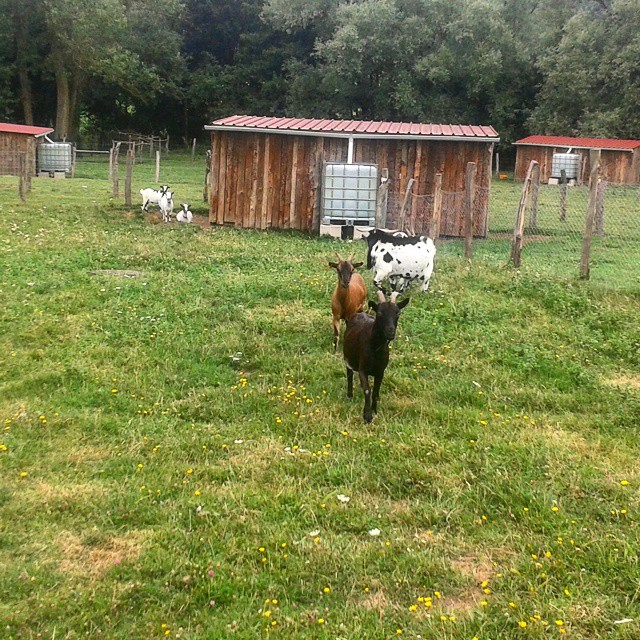 Nuevo hogar para las cabras