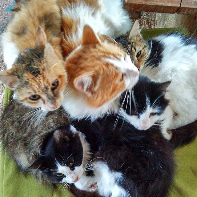 5 gatos
