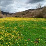 Primavera en Navarra