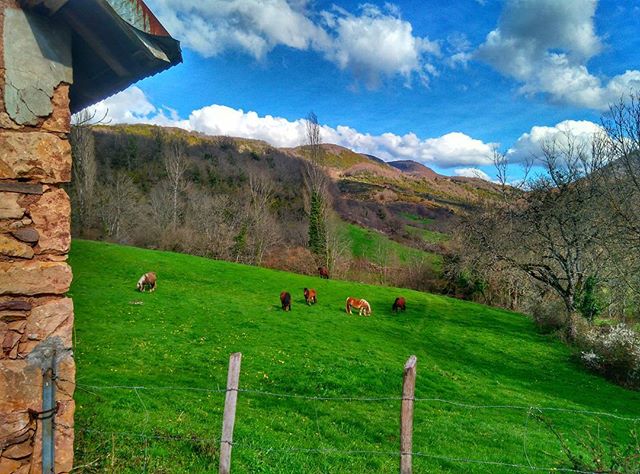 Que gusto, ya vuelven las yeguas a las praderas #primavera #valledearce #ecoturismo #horses #spring #navarra #toprural #escapadarural