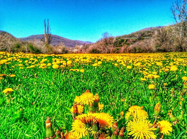 Primavera taraxacum en el #valledearce