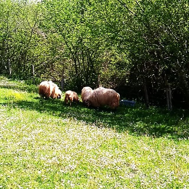 Nos encanta enseñaros el nuevo campo que hemos preparado para pastar las #ovejaslatxas en Tellari
