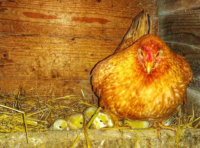 La gallina cabra con sus nuevos pollitos