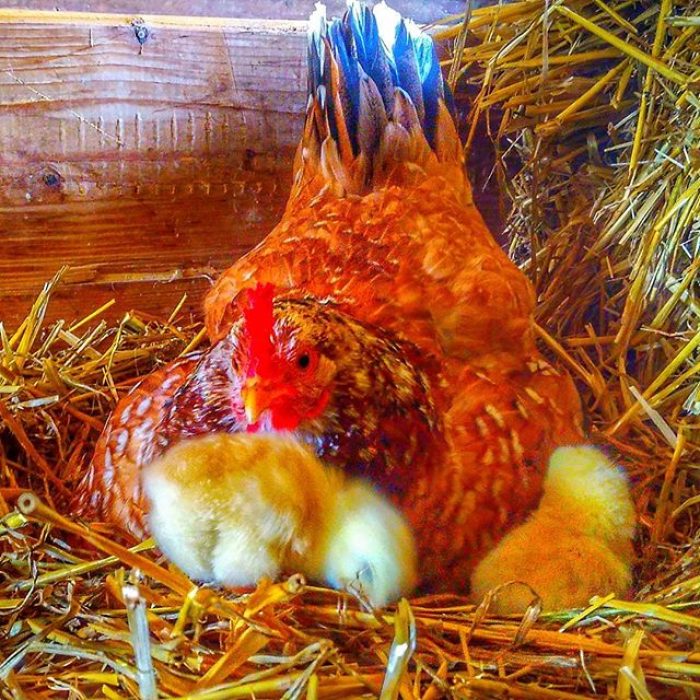 23160968_361901054251638_6458480247279976448_n