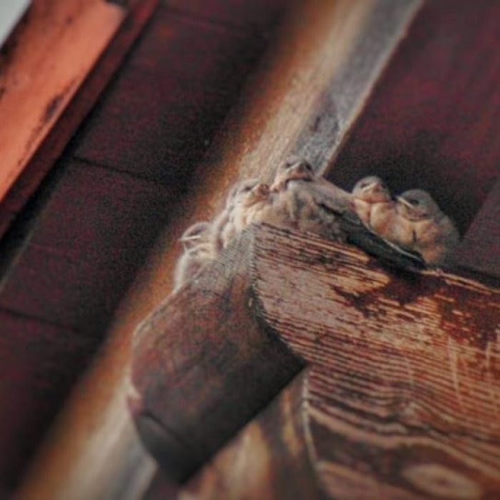 36896009_203793393641911_5196388306165694464_n