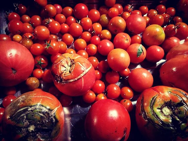 Snfif, snif, los últimos tomates de la temporada....ya no son lo que eran....