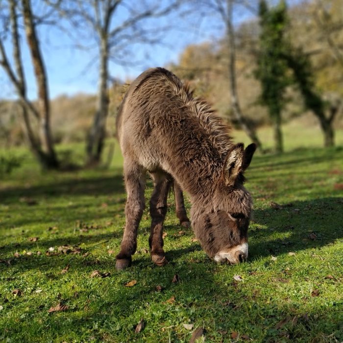 casas rurales con burras