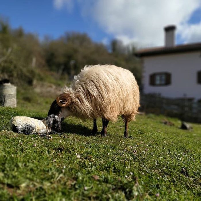 91207229_1149034045450409_4847219117506095483_n