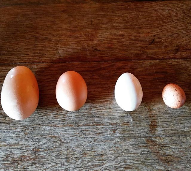 Por sus huevos les conoceréis....a ver si sabéis a qué gallinas pertenecen: marradunas, primerizas, enanas, campeonas.....